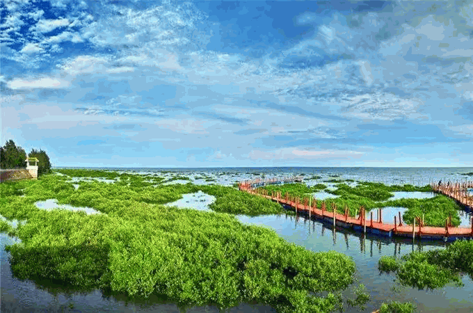 防城港市东湾红树林国家级湿地公园2.png